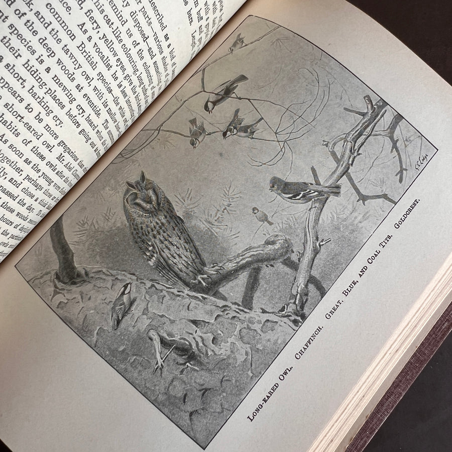 British Birds By W.H. Hudson (1926) | Half Leather Prize Fine Binding