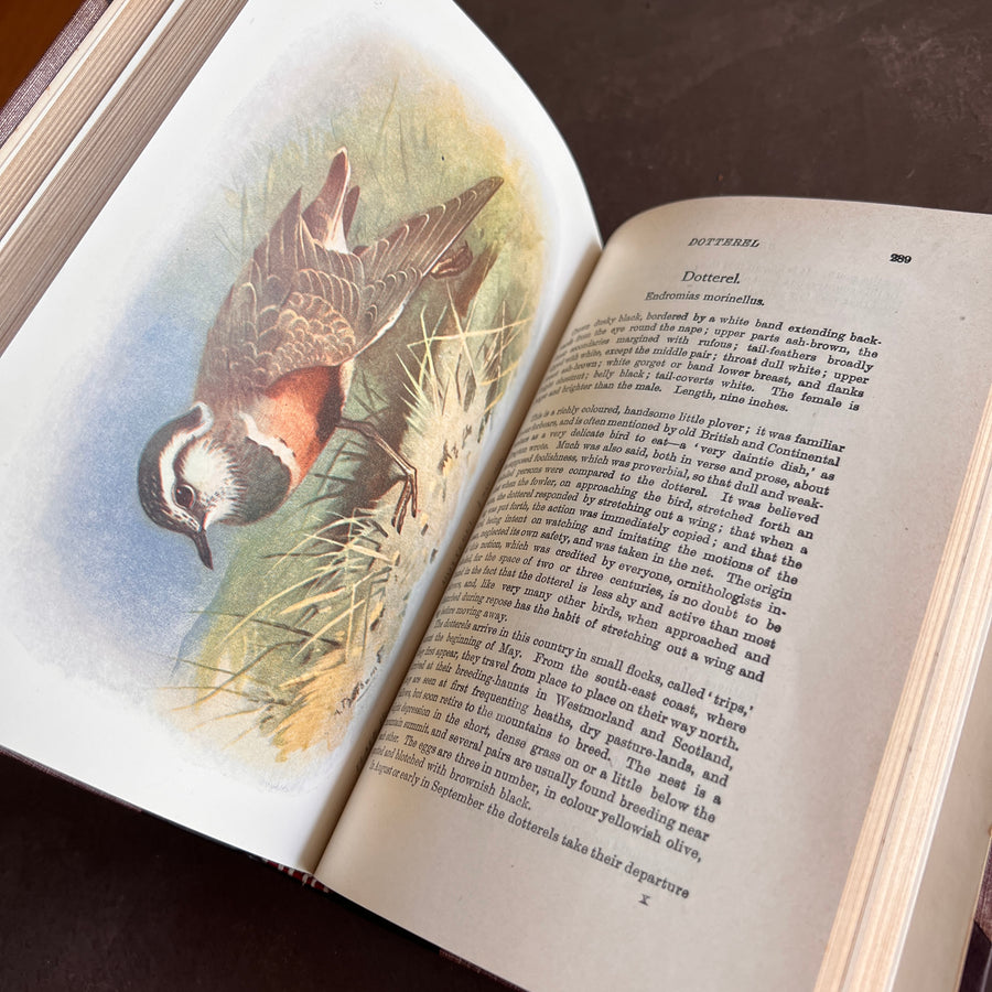 British Birds By W.H. Hudson (1926) | Half Leather Prize Fine Binding