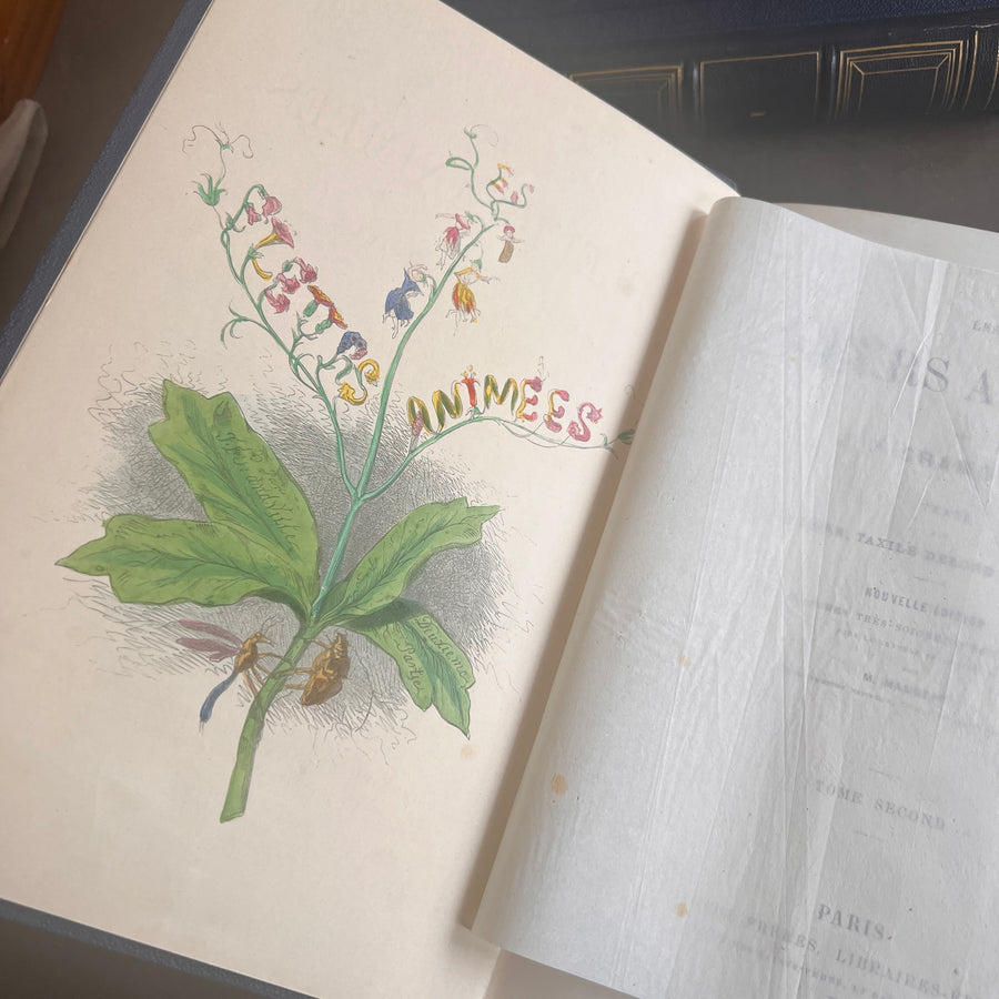 1867 Les Fleurs Animées – Grandville’s Botanical Anthropomorphism Masterpiece l 2-Volumes