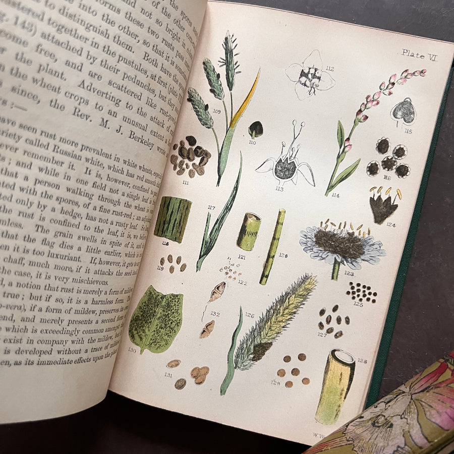 1870 - Rust, Smut Mildew & Mould; An Introduction to the Study of Micr ...
