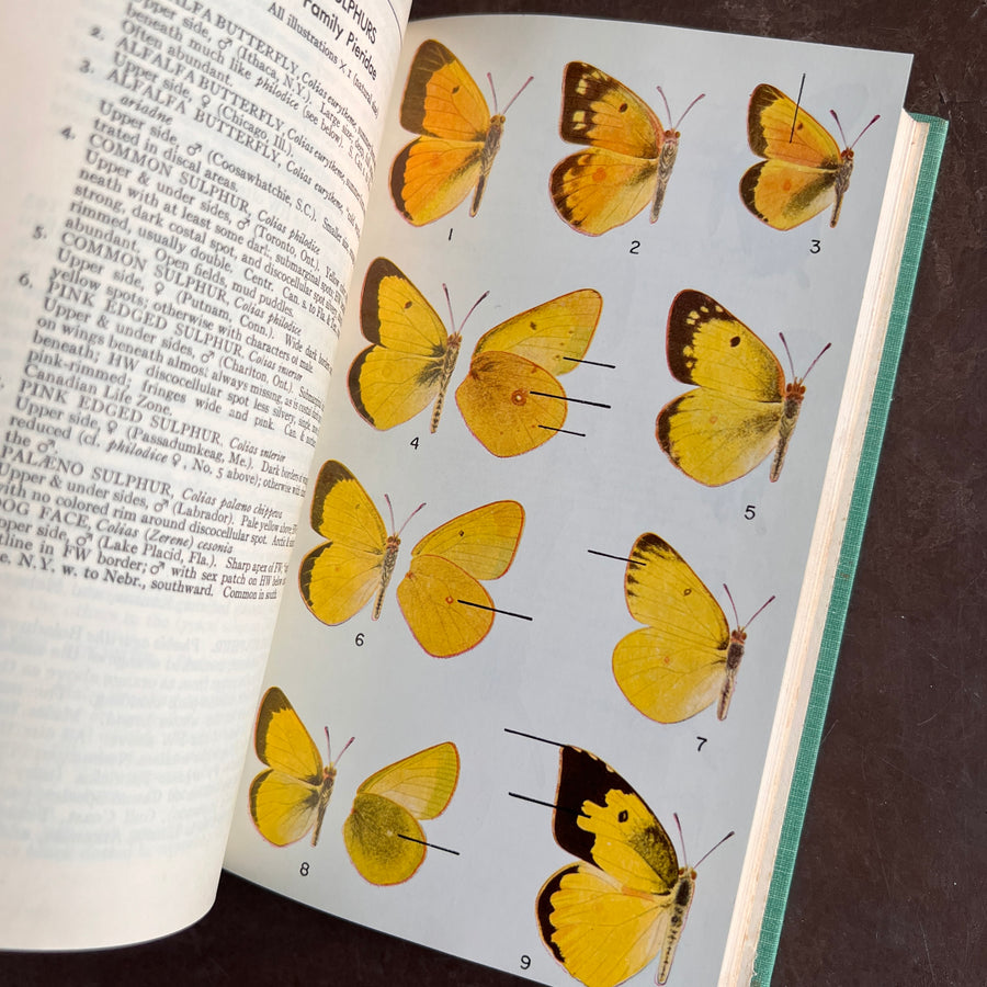 A Field Guide to the Butterlies of North America, east of the Great Plains(1951)