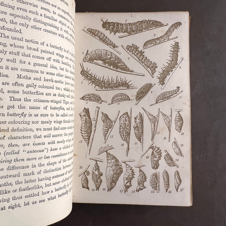 British Butterflies; Figures and Descriptions of Every Native Species by W.S. Coleman (c.1870s-1880s)