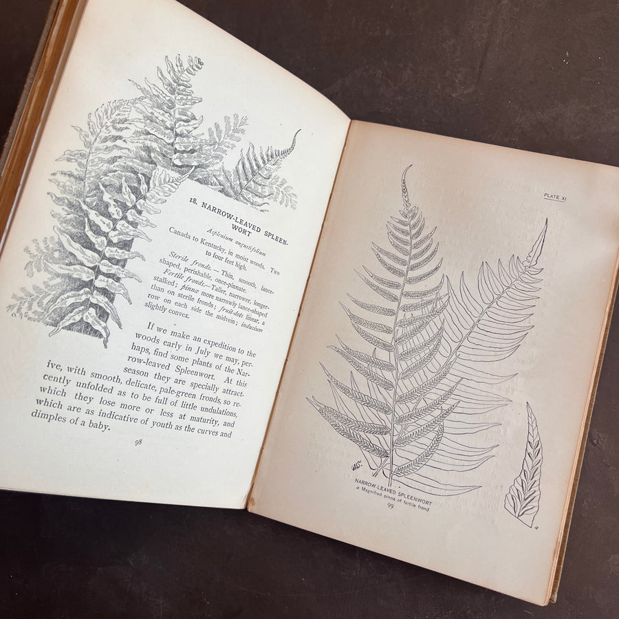 How To Know The Ferns: A Guide to the Names, Haunts, and Habits of Our Common Ferns by Frances Theodora Parsons | Illustrated | 1899