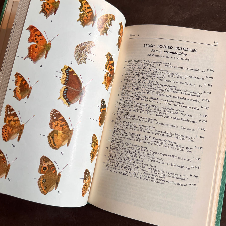 A Field Guide to the Butterlies of North America, east of the Great Plains(1951)