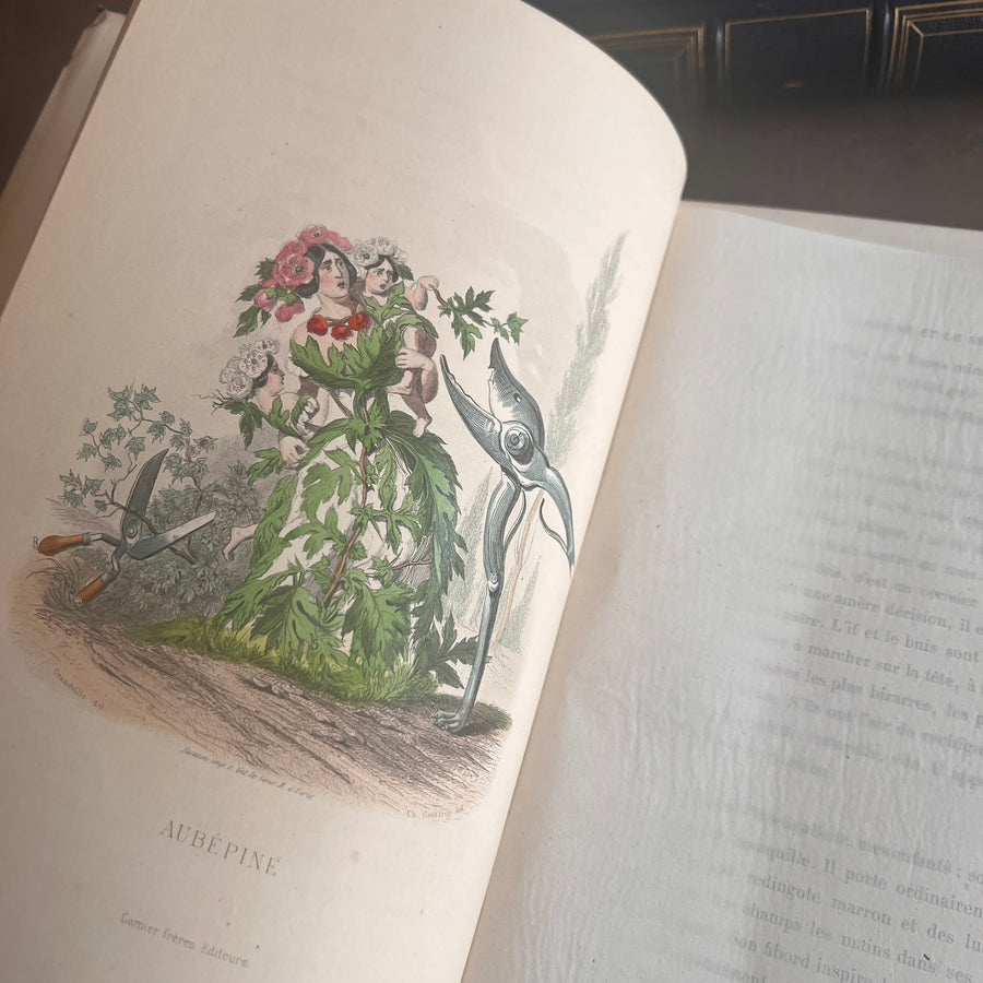 1867 Les Fleurs Animées – Grandville’s Botanical Anthropomorphism Masterpiece l 2-Volumes