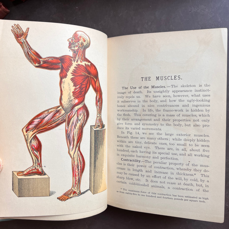 1888 - Hygienic Physiology; WIth Special Reference To The Use of Alcoholic Drinks and Narcotics