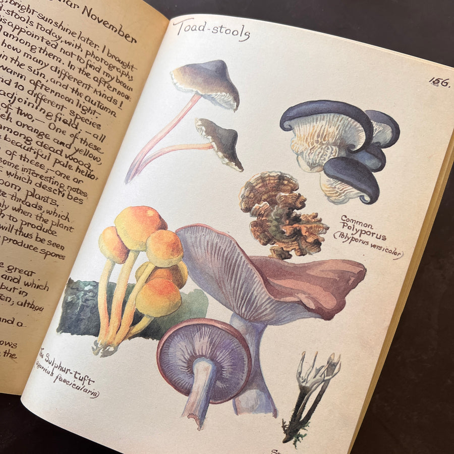The Country Diary of An Edwardian Lady by Edith Holden, (1979) | Illustrated Nature Diary
