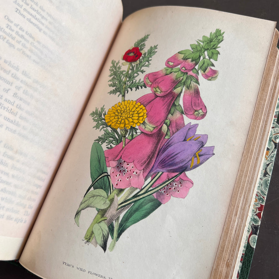 The Wild Flowers of England (1859) | With Hand-Painted Plates