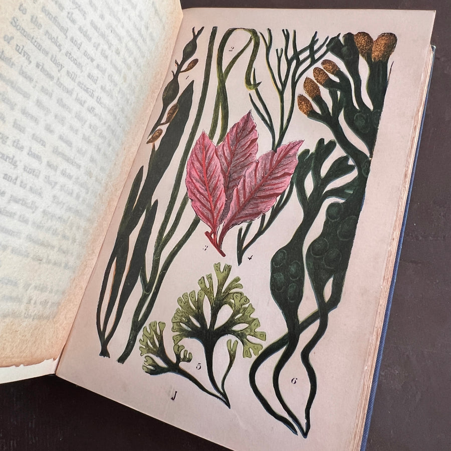 The Common Objects of the Sea Shore | Hand-Colored Plates (c.1870s-1880s)