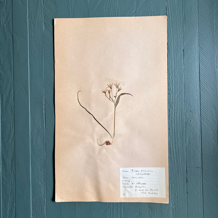 Swedish Vintage 1930s Herbarium Page, Pressed Botanical Specimen