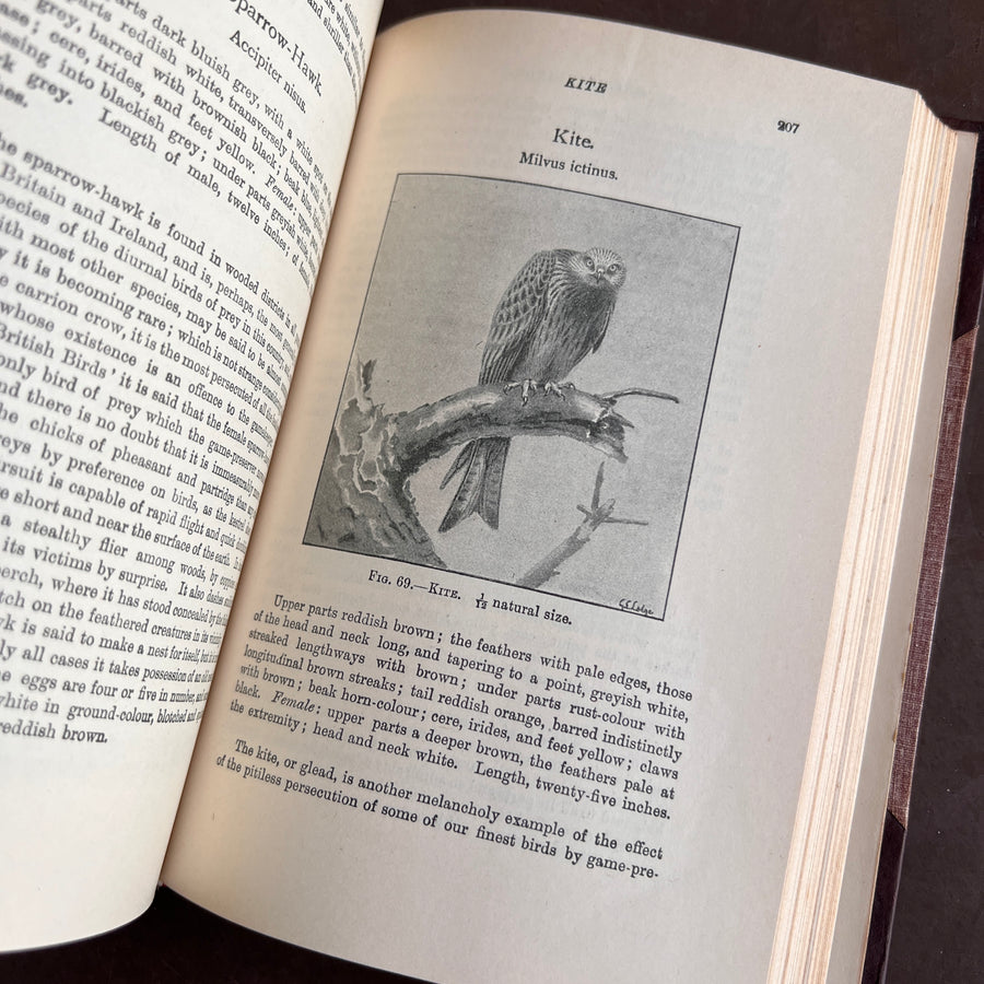 British Birds By W.H. Hudson (1926) | Half Leather Prize Fine Binding