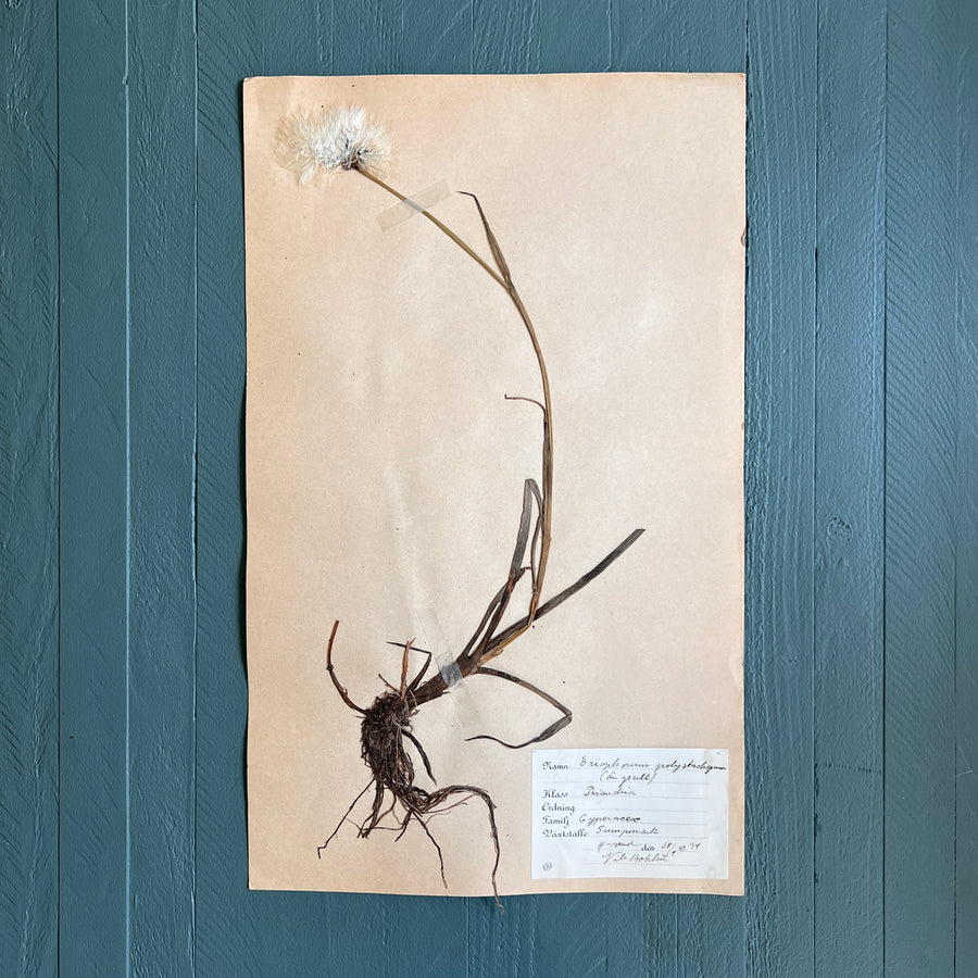 Swedish Vintage 1930s Herbarium Page, Pressed Botanical Specimen