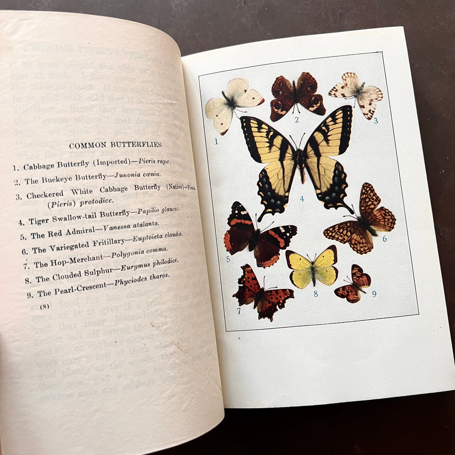 1921 - Knowing Insects Through Stories