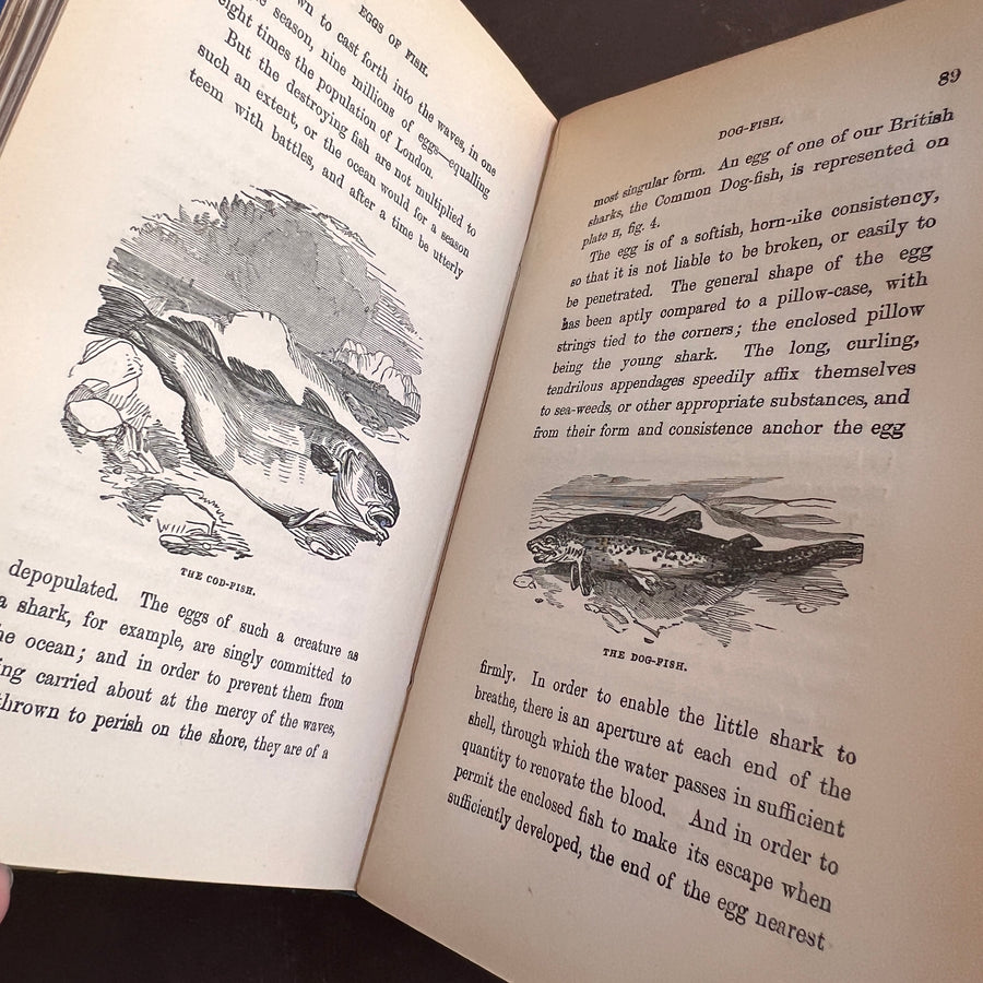 The Common Objects of the Sea Shore | Hand-Colored Plates (c.1870s-1880s)