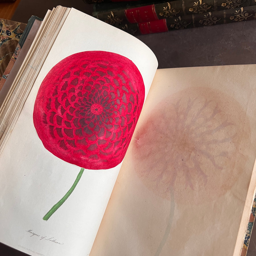 The Floricultural Cabinet and Florist’s Magazine | Fine Binding — Volume for 1838, Hand-Coloured Botanical Plates, Joseph Harrison (1830s–1840s)