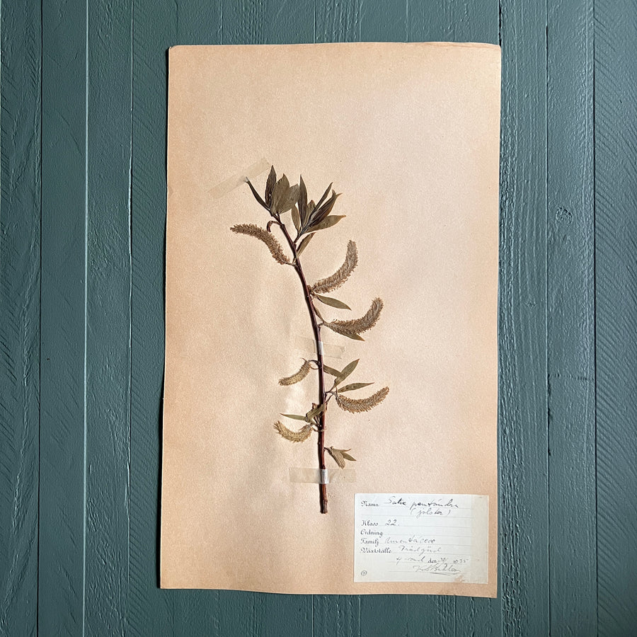 Swedish Vintage 1930s Herbarium Page, Pressed Botanical Specimen