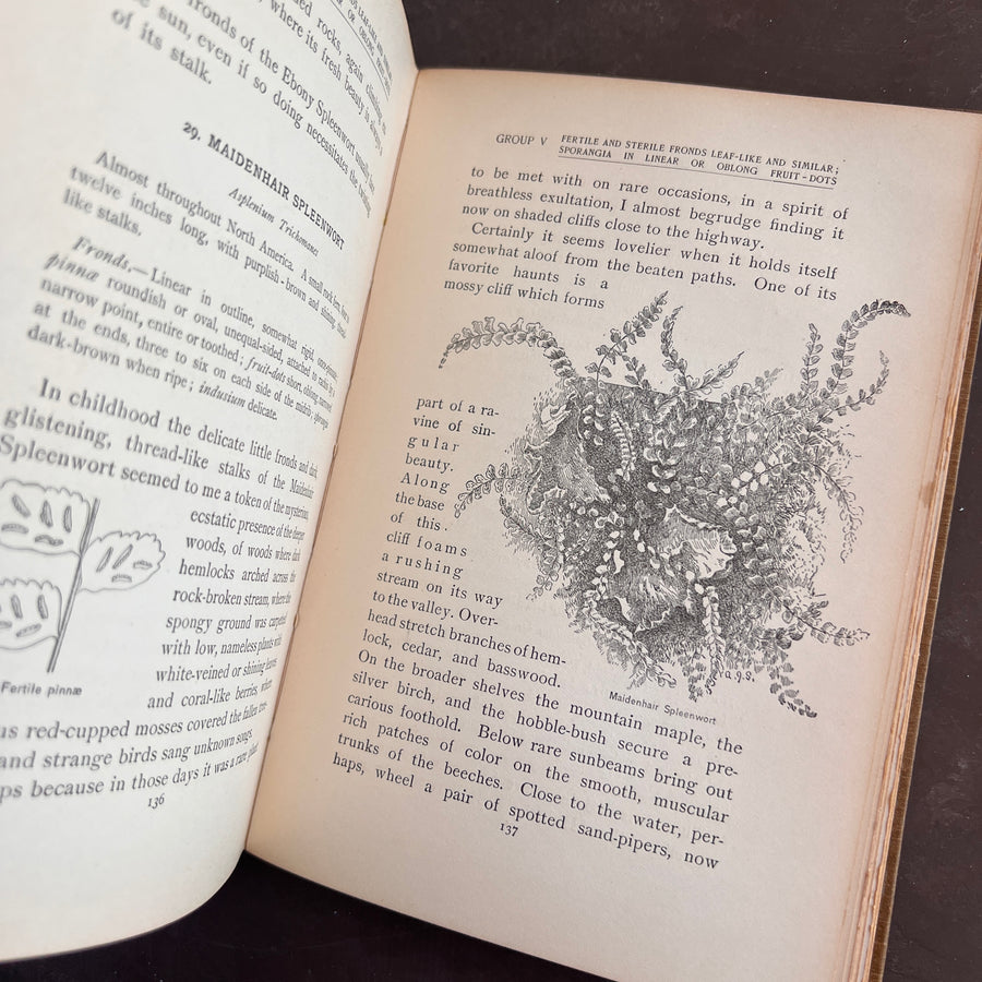 How To Know The Ferns: A Guide to the Names, Haunts, and Habits of Our Common Ferns by Frances Theodora Parsons | Illustrated | 1899