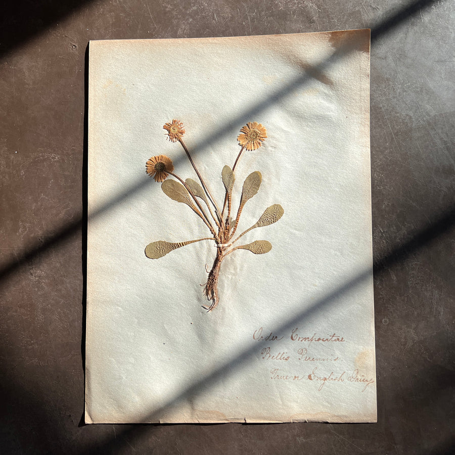 Antique Herbarium