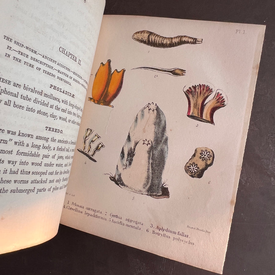 Popular British Conchology by George B. Sowerby (1854) | Hand-Colored Plates