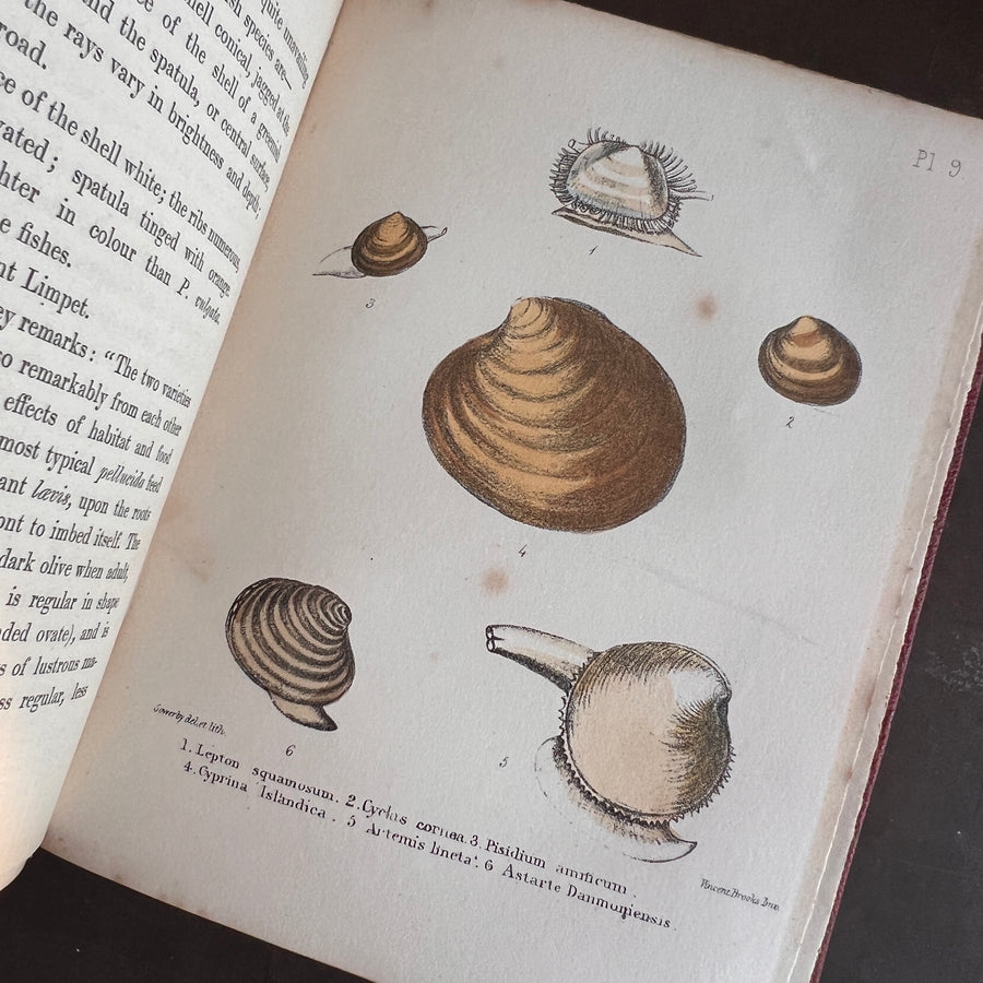 Popular British Conchology by George B. Sowerby (1854) | Hand-Colored Plates