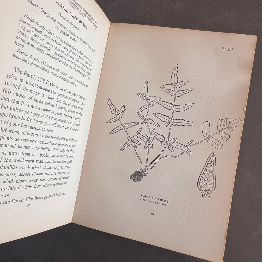 How To Know The Ferns: A Guide to the Names, Haunts, and Habits of Our Common Ferns by Frances Theodora Parsons | Illustrated | 1899