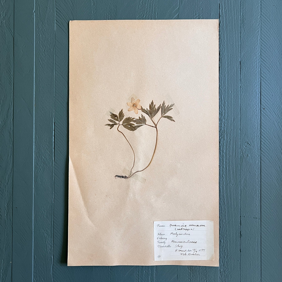 Swedish Vintage 1930s Herbarium Page, Pressed Botanical Specimen