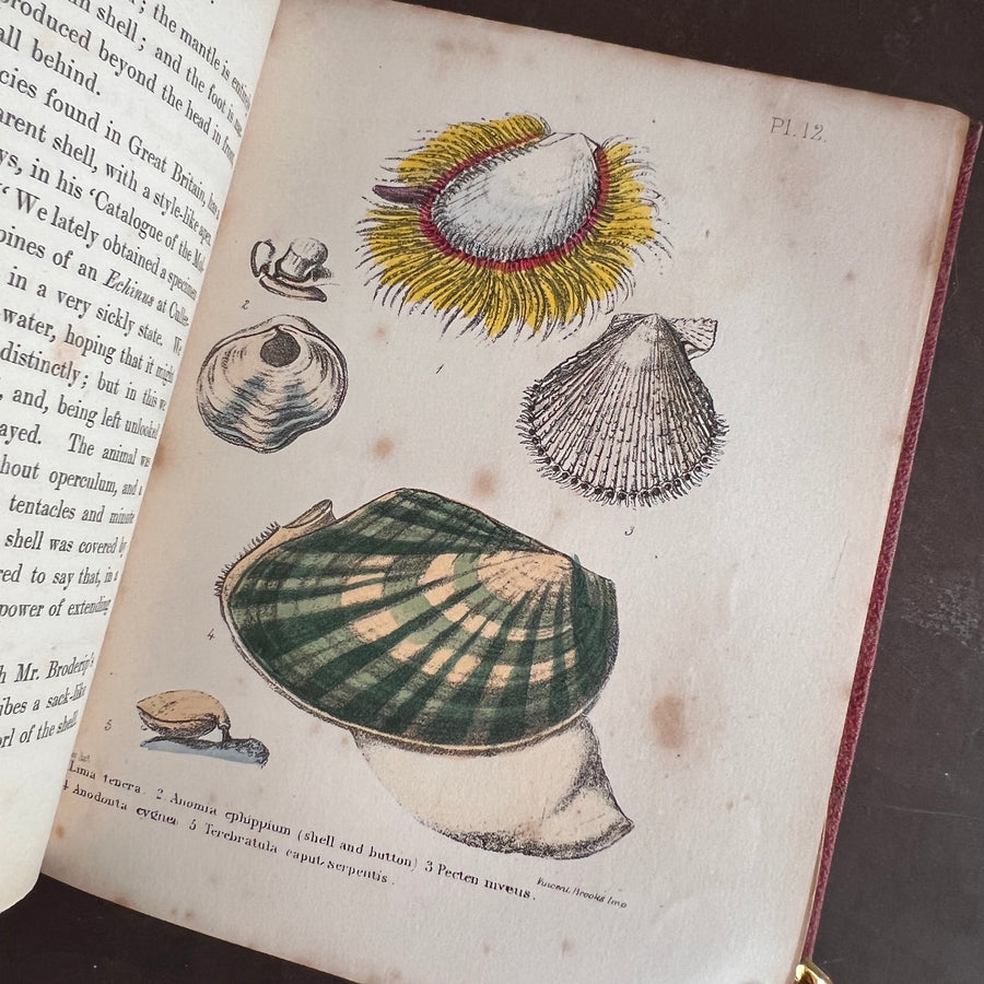 Popular British Conchology by George B. Sowerby (1854) | Hand-Colored Plates