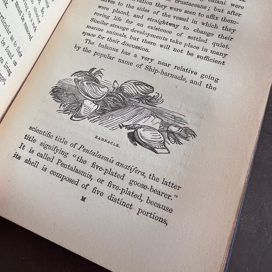 The Common Objects of the Sea Shore | Hand-Colored Plates (c.1870s-1880s)