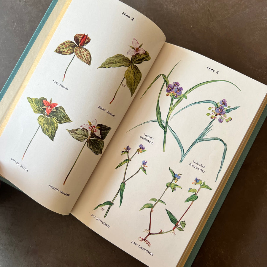 1948 - Wild Flower Guide; Northeastern and Midland United States