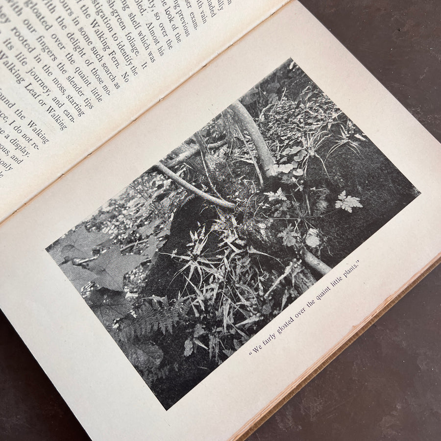 How To Know The Ferns: A Guide to the Names, Haunts, and Habits of Our Common Ferns by Frances Theodora Parsons | Illustrated | 1899