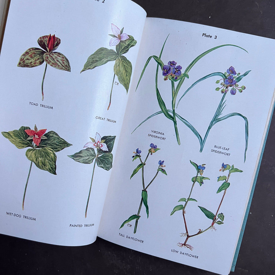 1954 - Wild Flower Guide; Northeastern and Midland United States