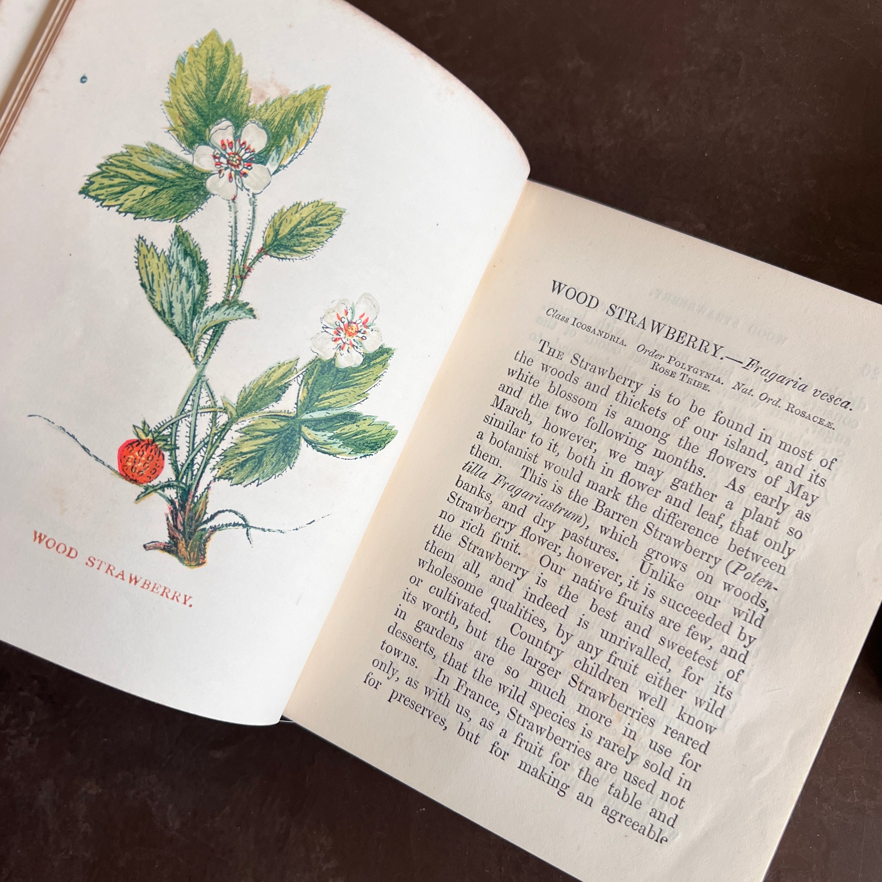 1886 - Wild Flowers- First & Second Series by Anne Pratt| With 96