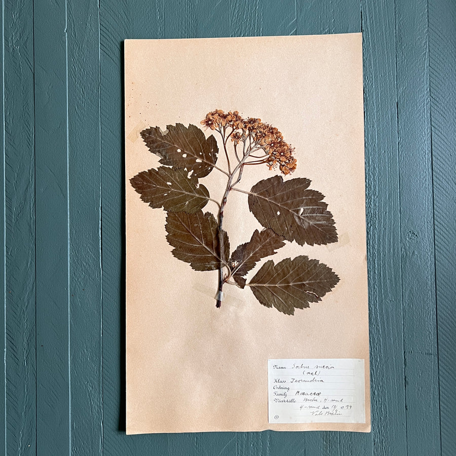 Swedish Vintage 1930s Herbarium Page, Pressed Botanical Specimen