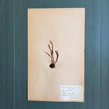 Swedish Vintage 1930s Herbarium Page, Pressed Botanical Specimen