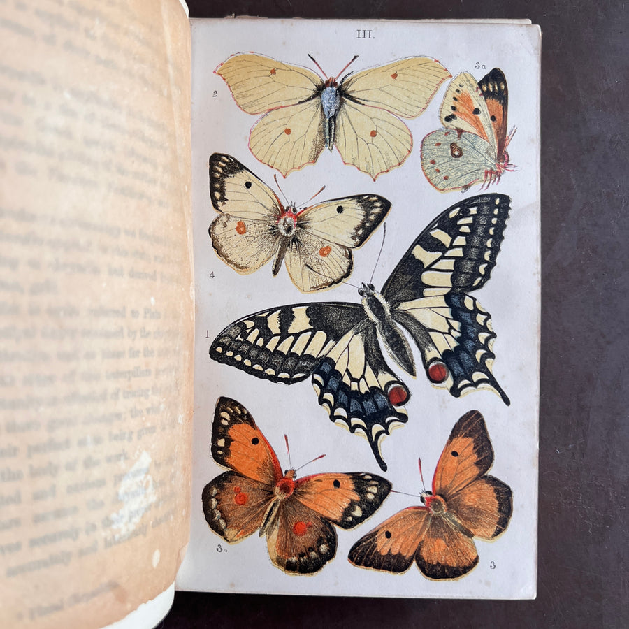 British Butterflies; Figures and Descriptions of Every Native Species by W.S. Coleman (c.1870s-1880s)