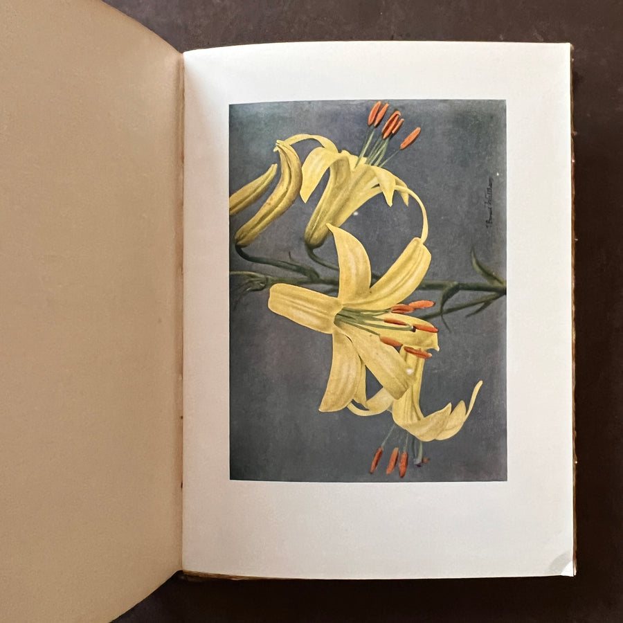 c.1916 - Lilies; Present-Day Gardening