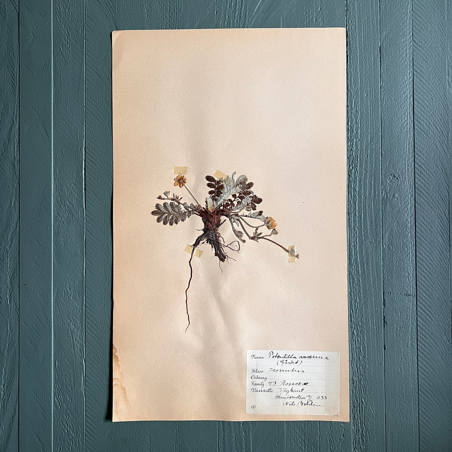 Swedish Vintage 1930s Herbarium Page, Pressed Botanical Specimen