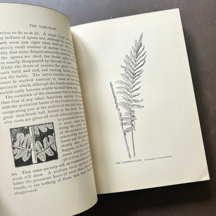 1901 - Our Ferns In Their Haunts; A Guide To All Native Species