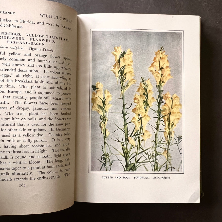 1909 - Wild Flowers Every Child Should Know, First Edition