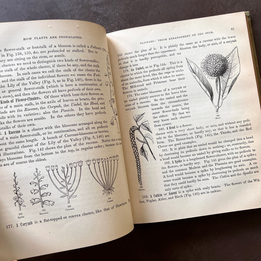 1858 - Botany For Young People and Common Scholls; How Plants Grow. How Plants Grow, A Simple Introduction To Structural Botany, With A Popular Flora, Or An Arrangement and Description Of Common Plants Both Wild and Cultivated.