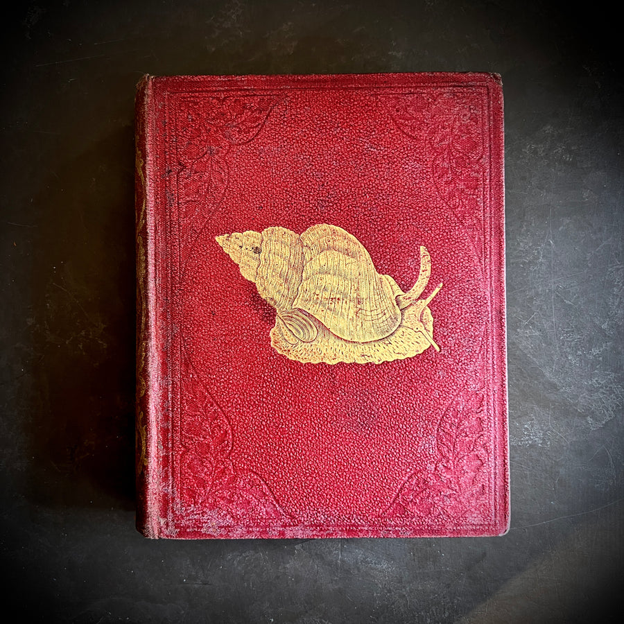 Popular British Conchology by George B. Sowerby (1854) | Hand-Colored Plates