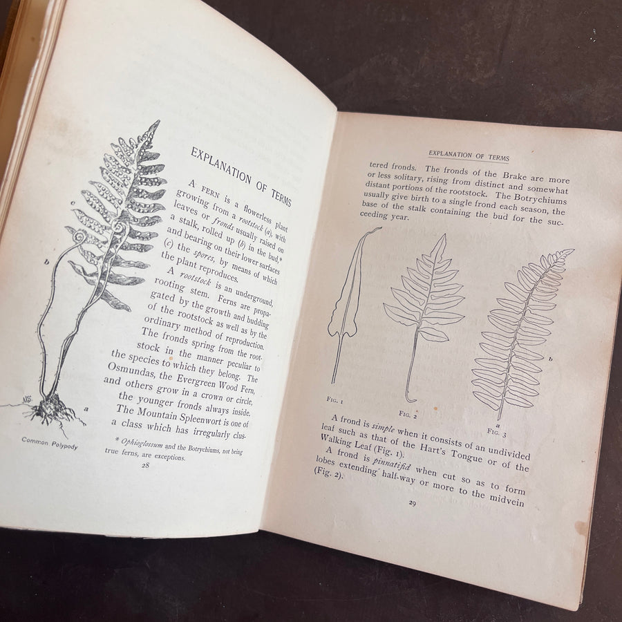 How To Know The Ferns: A Guide to the Names, Haunts, and Habits of Our Common Ferns by Frances Theodora Parsons | Illustrated | 1899