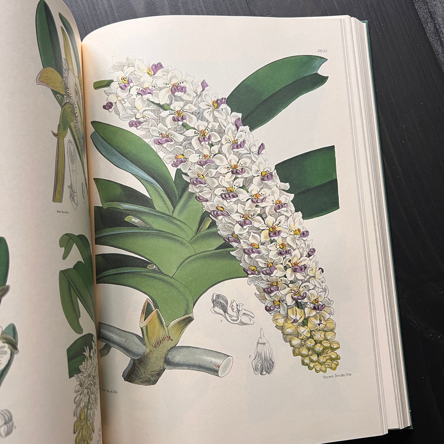 1986 - Orchids From Curtis’s Botanical Magazine, First Edition