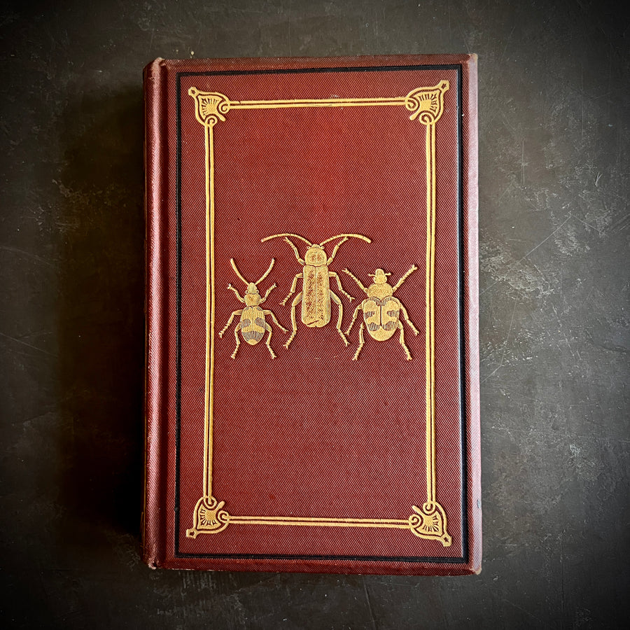 Common British Beetles | Hand-Colored Plates (c.1870s-1880s)