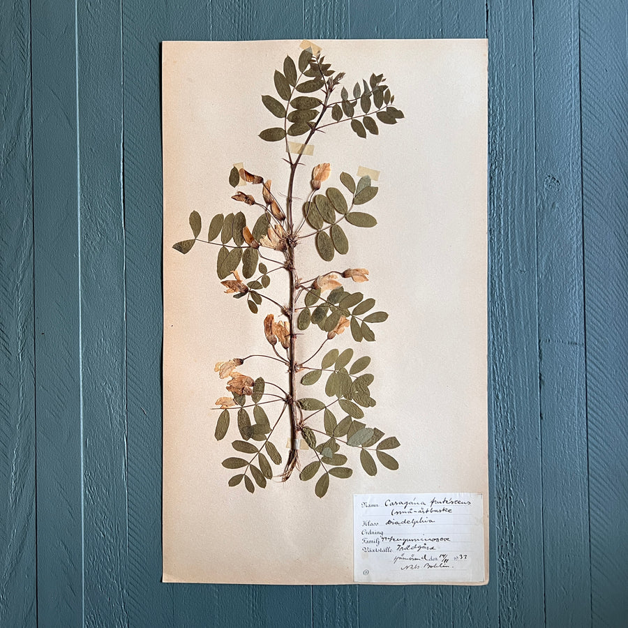 Swedish Vintage 1930s Herbarium Page, Pressed Botanical Specimen