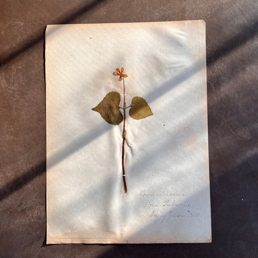 Antique Herbarium