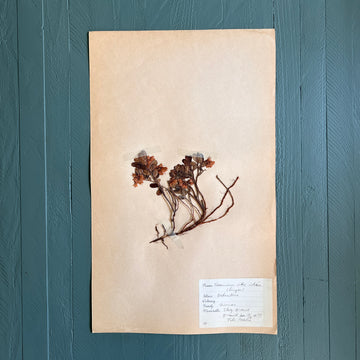 Swedish Vintage 1930s Herbarium Page, Pressed Botanical Specimen