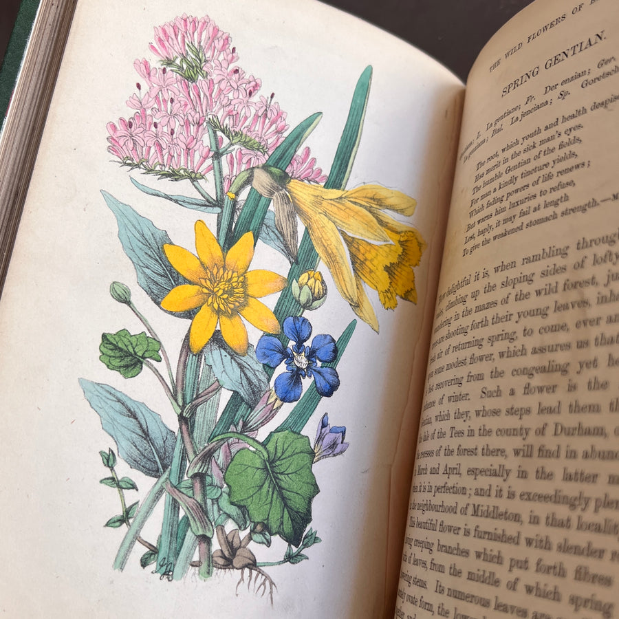 The Wild Flowers of England (1859) | With Hand-Painted Plates
