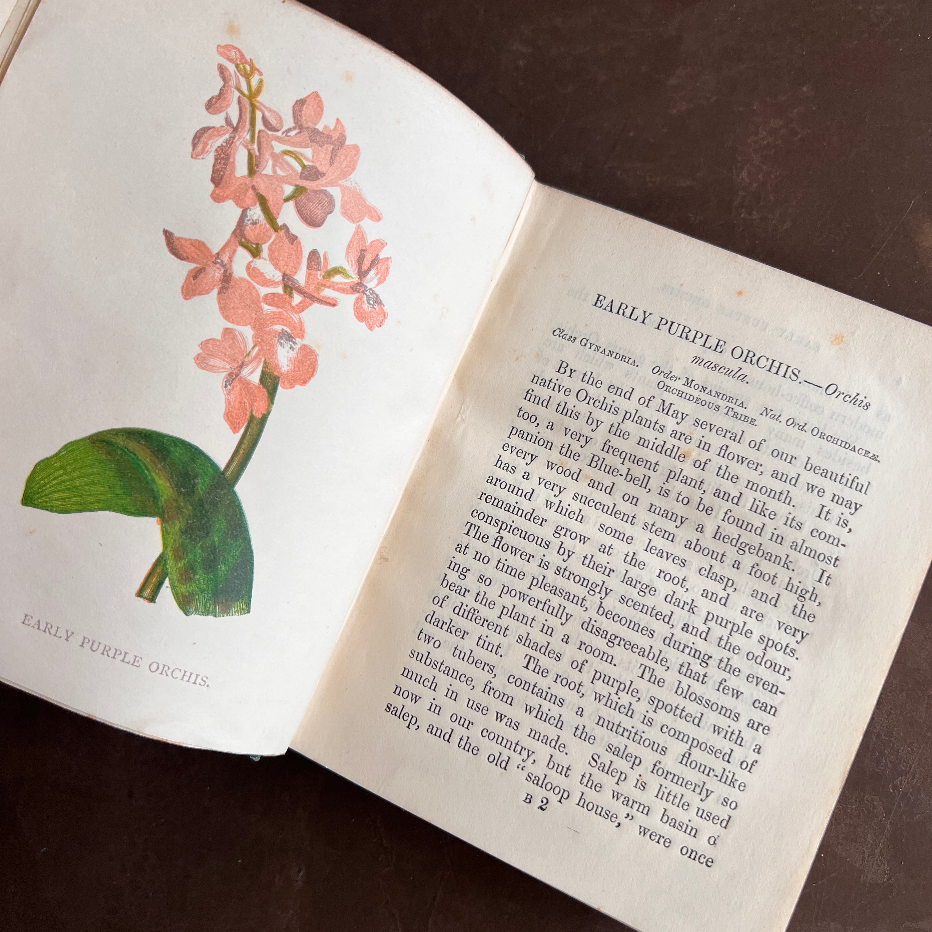 1886 - Wild Flowers- First & Second Series by Anne Pratt| With 96