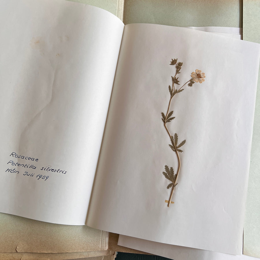 Private Herbarium of Ursula Keimes (1959-1961) | 103 Specimens | Cologne, German Pharmacy Internship with Certification